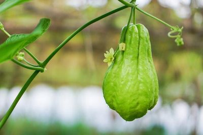 Labu Siam: Jenis, Manfaat, Cara Mengonsumsi dan Efek Samping