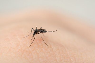 Wabah Oropouche Jangkiti 7 Ribu Orang di Brasil, Virus Apa Itu?