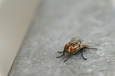 Virus Oropouche: Panduan Lengkap Cara untuk Lindungi Diri dan Keluarga