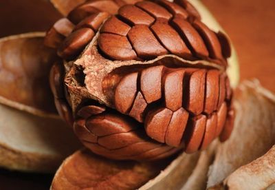 10 Manfaat Buah Mahoni untuk Kesehatan Tubuh