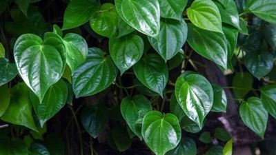 7 Daun Ajaib yang Ampuh Hilangkan Bau Badan Secara Alami