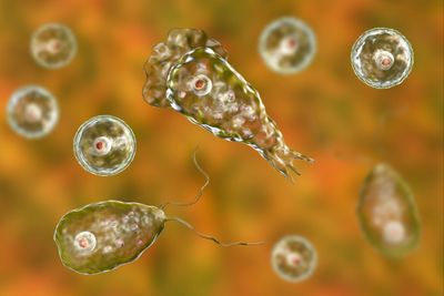 4 Kasus Nyata Infeksi Amoeba Pemakan Otak yang Mematikan