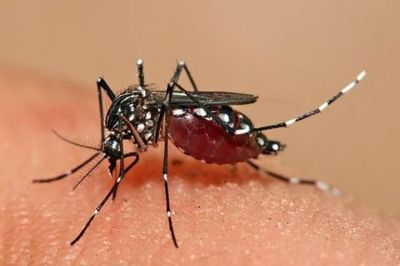 Mengenal Virus West Nile, Penyakit Menular yang Belum Ada Vaksinnya