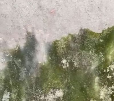 Sebahaya Itu, Jamur di Dinding Rumah Bisa Sebabkan Pneumonia Pada Anak, Lho!