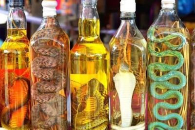 Arak Ular, Minuman Kesehatan Tradisional Tiongkok dengan Segudang Kontroversi