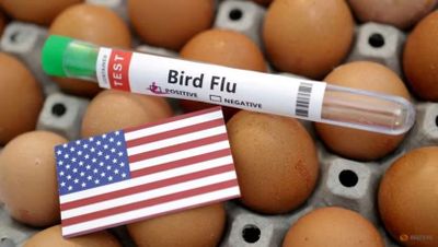 Amerika Serikat Laporkan Kematian Pertama Akibat Flu Burung H5N1