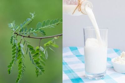 Daun Kelor Jadi Pengganti Susu dalam Program Makan Siang Gratis, Apa Manfaatnya?