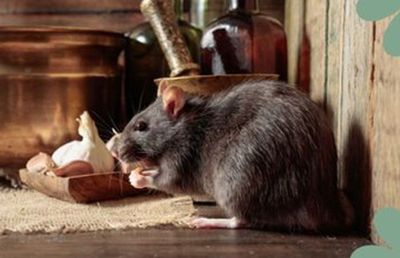 Bahan Alami Pengusir Tikus di Rumah yang Tak Mengganggu Manusia