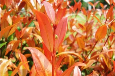 Pucuk Merah, Tanaman Hias Cantik yang Punya Segudang Manfaat untuk Kesehatan