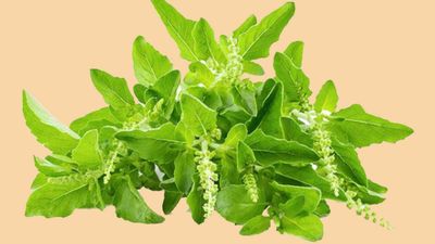 7 Manfaat Daun Kemangi untuk Kesehatan,  Bikin Tubuh Makin Fit!