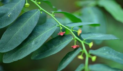 7 Manfaat Daun Katuk untuk Kesehatan, dari ASI hingga Imunitas