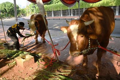 Biar Warga Dapat 2 Kali Daging, Masjid Istiqlal Baru Potong Hewan Kurban Sabtu Nanti
