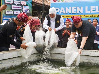 Kediri Menjadi Produsen Lele Terbesar, Gubernur Jawa Timur Khofifah Ikut Panen Ikan