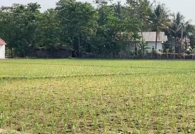 Dampak El Nino, 3.618,5 Hektar Sawah di Kabupaten Bekasi Gagal Tanam