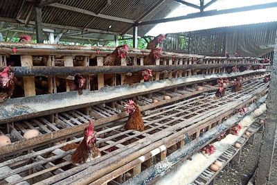 Gara-gara Harga Jagung Naik dan Telur Turun, Peternak di Kabupaten Blitar Merugi
