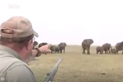 Momen Pemburu di Afrika Diserbu Balik Kawanan Gajah Usai Tembak Mati Seekor Gajah di Alam Liar