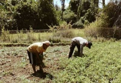 Terdampak Fenomena El Nino, 50 Hektare Lahan Pertanian di Sulsel Gagal Panen
