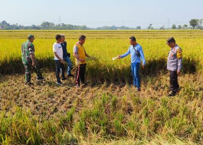 Jahat! Tanaman Padi Siap Panen Milik Petani di Sragen Malah Dipotong Pencuri hingga 1 Kwintal