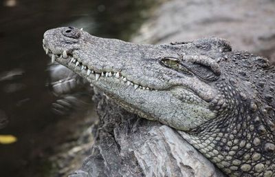 Warga Resah, Petugas Damkar Evakuasi Sarang Buaya di Sungai Tello Makassar