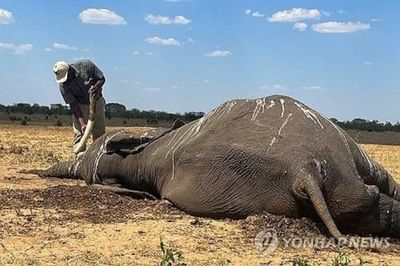 Menyedihkan, Lebih dari 100 Gajah Afrika Mati Akibat Kekeringan di Zimbabwe