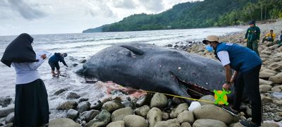 Paus Sperma Panjang 9 Meter Terdampar di Pulau Ambon, Ditemukan Berbagai Luka di Tubuh