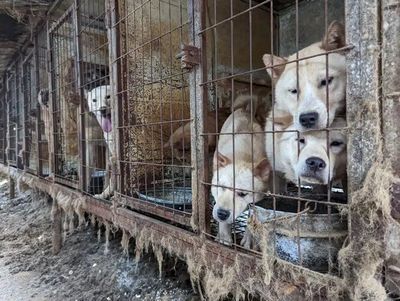 Korea Selatan Larang Rakyatnya Produksi, Jual, dan Makan Daging Anjing