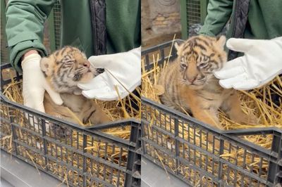 Telah Lahir Bayi Harimau Sumatera di Roma, Diberi Nama Terima Kashi , Seperti Apa Penampakannya?