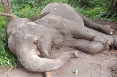 Eksploitasi Hewan! Gajah di Tesso Nilo Mati, Gading Kiri Hilang dan Terdapat Serbuk Hitam di Dalam Organ