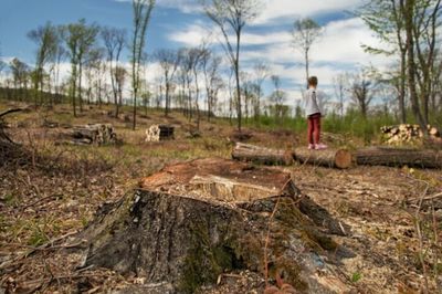 Menteri LHK Bantah Data Mahfud MD Soal Deforestasi 12,5 Juta Hektare Hutan di Indonesia