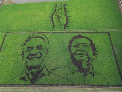 Keren! Seniman Pari Corek Sulap Sawah Jadi Gambar Ganjar-Mahfud