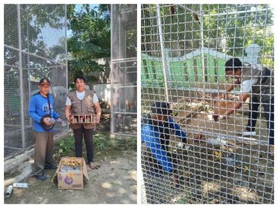 Belasan Ekor Burung Endemik Maluku Berhasil Diselamatkan dari Upaya Penyelendupan
