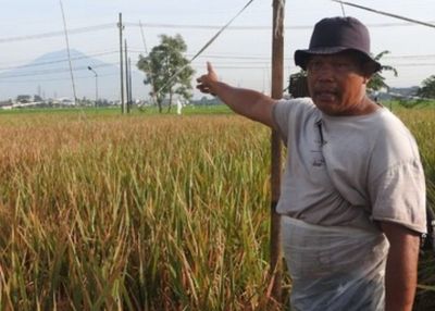 Kisah Sukses Petani Kreatif di Malang Kendalikan Hama Tikus dengan Dedak dan Karak