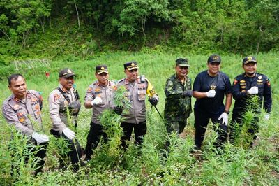 BNN Musnahkan 4 Hektar Lahan Berisi 7 Ton Ganja Siap Panen di Aceh