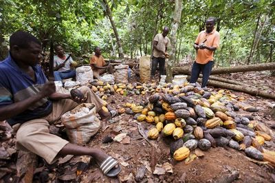 Afrika Barat Diterpa Gelombang Panas Ekstrem, Harga Kakao Naik Drastis