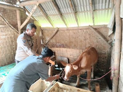 Sakit Hati Diputus Sepihak, Pemuda Jember Nekat Curi Sapi Milik Tunangannya