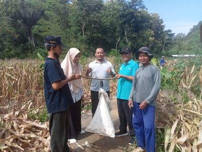 Petani Gunungkidul Berhasil Rayakan Panen Raya, Hasilnya Memuaskan