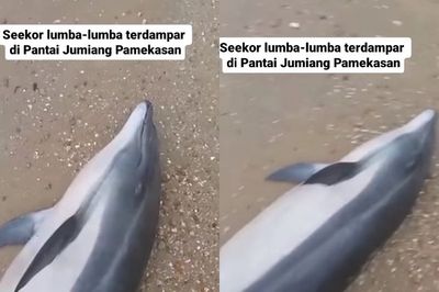 Viral Video Seekor Lumba-lumba Terdampar di Pantai Jumiang Pamekasan