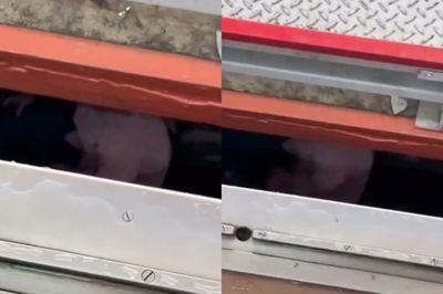 Viral! Momen Tegang Wanita Terperosok ke Jalur KRL di Stasiun UI, Terjebak Karena Ada Kereta