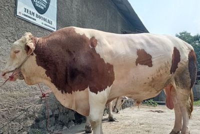 Melihat Gentayu, Sapi Kurban Berbobot 1,1 Ton di Boyolali yang Dijual Rp130 Juta