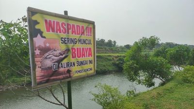 Buaya Muara Sering Muncul di Sungai Kencong Jember, Diduga Berjumlah 5 Ekor