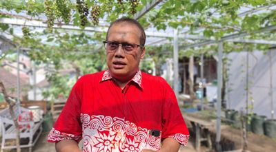Iseng-iseng Budidaya Anggur di Sempitnya Lahan Yogyakarta: Hasilkan Kopi dari Biji Anggur