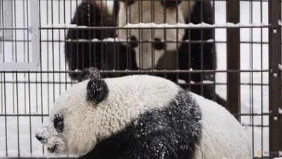 Kebun Binatang Finlandia Kembalikan Dua Panda Raksasa ke China karena Biaya yang Tinggi
