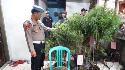 Nekat Tanam Ganja di Genteng Pakai Pot, Pria di Cengkareng Diciduk Polisi