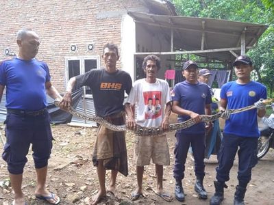 Drama Evakuasi Ular Piton 3 Meter di Jember: Lilit Tangan Petugas Damkar!