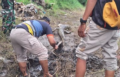 Bangkai Buaya Ditemukan di Pinggir Sungai Jember, Tersisa 3 Lagi Warga Dihimbau Waspada
