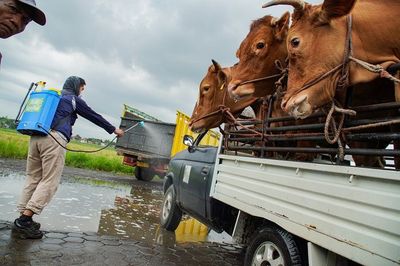 Penyakit Mulut dan Kuku di Nganjuk Mengkhawatirkan, 364 Ekor Sapi di 14 Kecamatan Positif PMK
