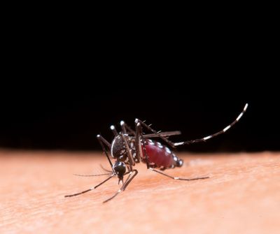 Papua Jadi Episentrum Malaria Diangka 91 Persen, Pakar UGM Desak Kemenkes RI Jadikan Kasus Itu Prioritas Penanganan
