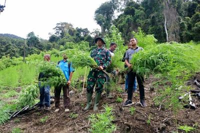 Lawan Narkoba, TNI Kodim 0113 Gayo Lues Jalan Kaki 6 Km untuk Musnahkan Ladang Ganja di Aceh