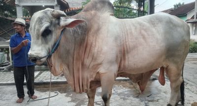 Dua Sapi Kurban Raksasa Milik Peternak Boyolali ini Dibeli Wamen Sudaryono dan Keluarga Jokowi