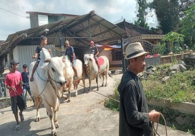 Sapi Gatot Koco Laku Rp120 Juta, Peternak Boyolali Gelar Kirab dan Bancaan